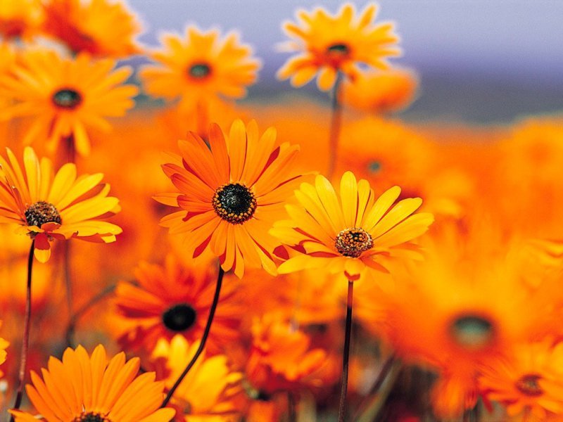 Natur Natur