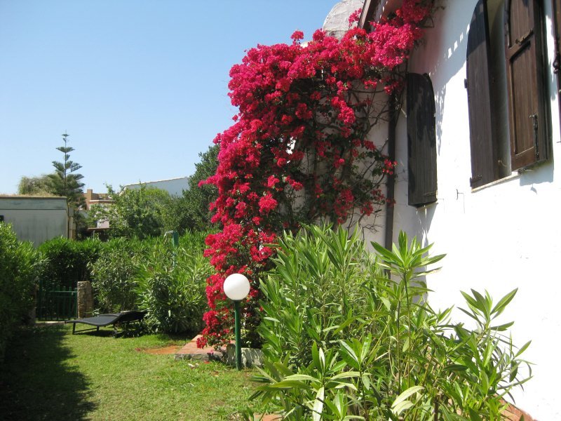 Bougainvilla im Garten Bougainvilla im Garten