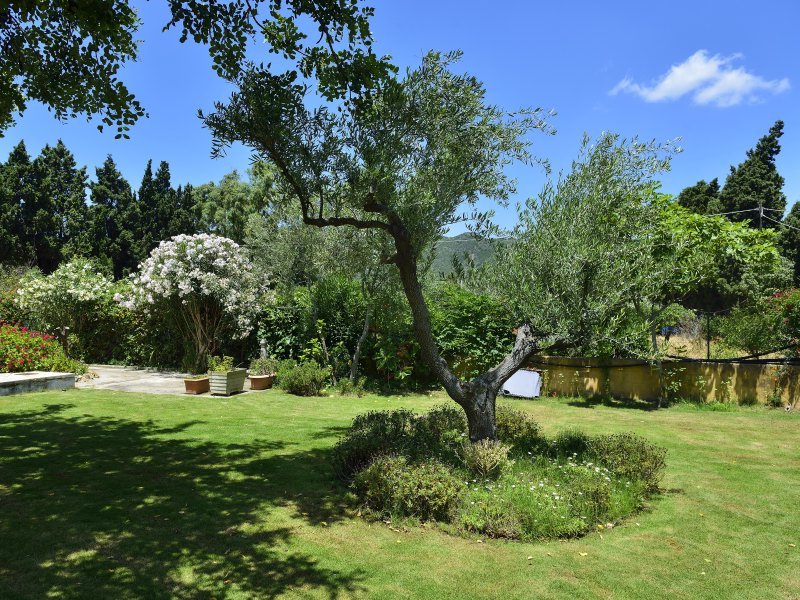 Garten mit altem Olivenbaum Garten mit altem Olivenbaum