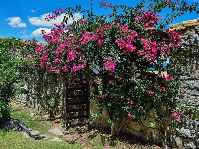 Bougainville Bougainville