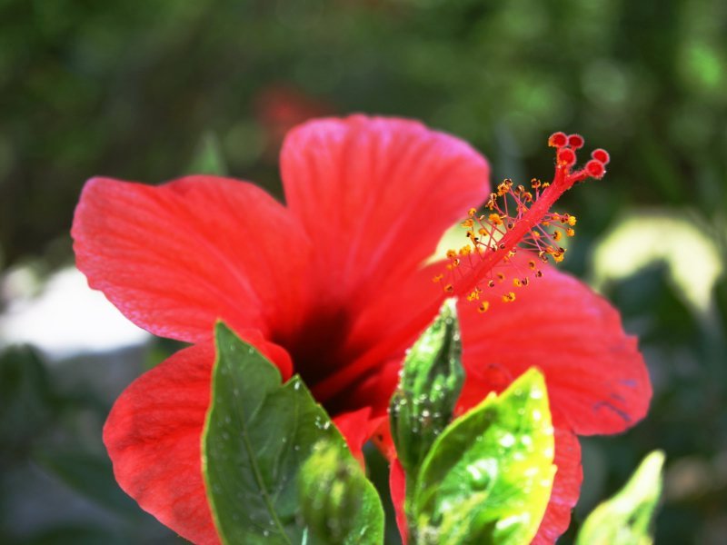 Riesige Hibiskussträucher vor der Terrasse Riesige Hibiskussträucher vor der Terrasse
