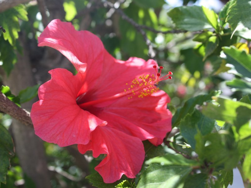 Hibiscusblüten im Garten Hibiscusblüten im Garten
