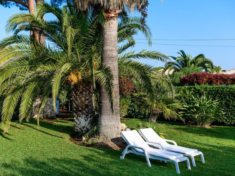 Garten mit Sonnenliegen unter Palmen Garten mit Sonnenliegen unter Palmen