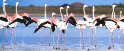 Natura in Sardinien