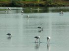 Lagoon of Colostrai