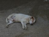 Hunde