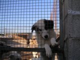 Hunde