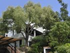 Villa Anna