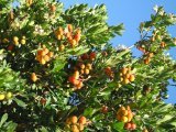 Corbezzolo