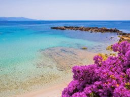 Kristallklares Wasser und violett blühender Bougainville am Strand bei Alghero Kristallklares Wasser und violett blühender Bougainville am Strand bei Alghero