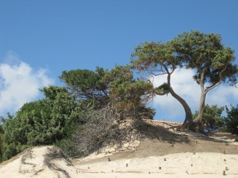 Sanddüne mit Wacholderbäumen in Chia